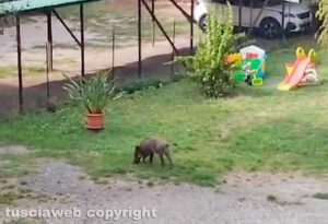 Viterbo - Cucciolo di cinghiale nel giardino condominiale di via Carlo Cattaneo