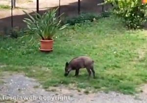 Viterbo - Cucciolo di cinghiale nel giardino condominiale di via Carlo Cattaneo