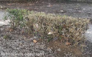 Viterbo - Pratogiardino Lucio Battisti - Le piante distrutte dall’insetto piralide del bosso
