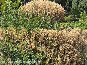 Viterbo - Pratogiardino Lucio Battisti - Le piante distrutte dall’insetto piralide del bosso