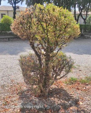 Viterbo - Pratogiardino Lucio Battisti - Le piante distrutte dall’insetto piralide del bosso