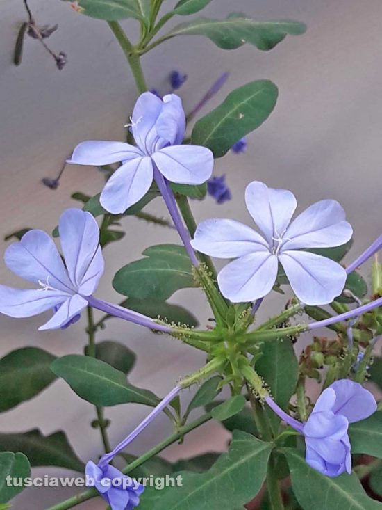 Un plumbago
