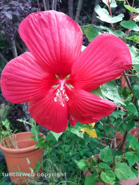 Un ibisco