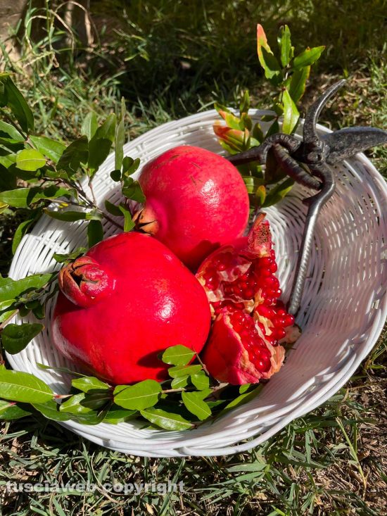 I primi frutti del melograno