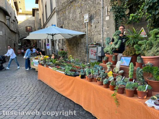 Viterbo - San Pellegrino in festa