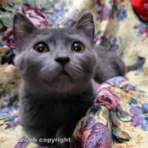 La gattina Camilla