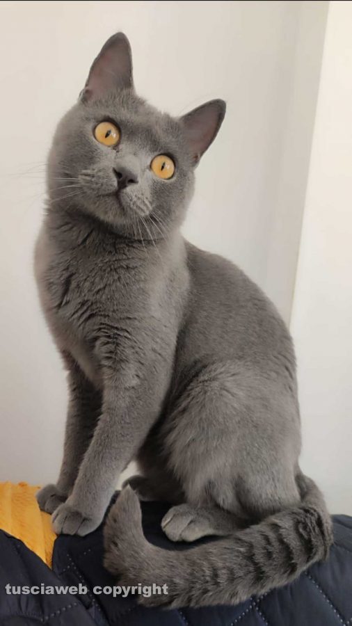 Aramis