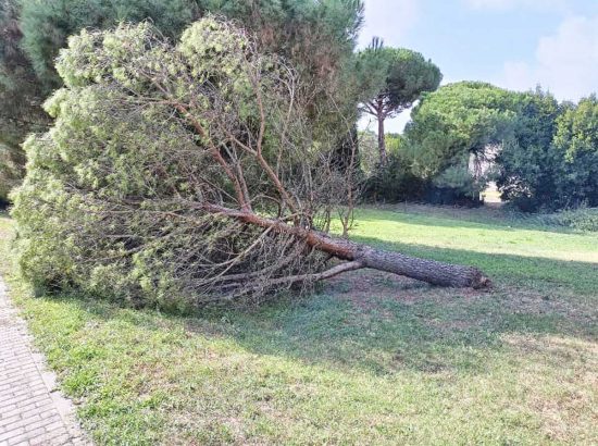 Viterbo - L'albero caduto al parco della Quercia