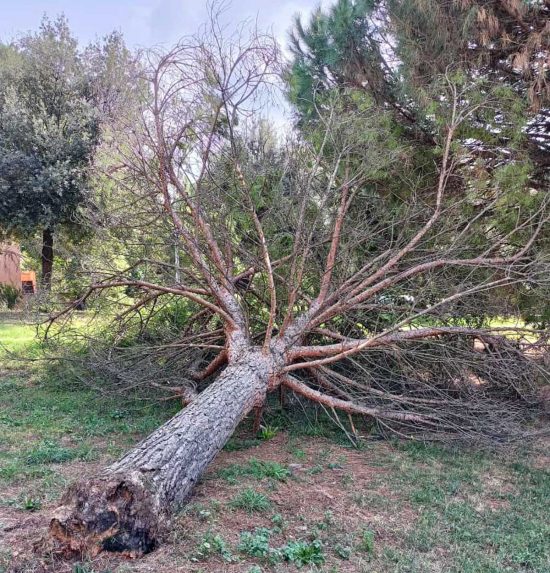 Viterbo - L'albero caduto al parco della Quercia