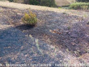 Tarquinia - Fiamme in un campo in località Borgo dell'argento