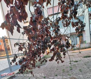 Viterbo - Santa Barbara - Degrado al Parco della Solidarietà
