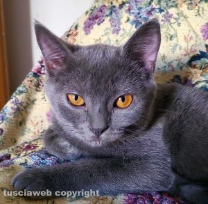 La gattina Camilla