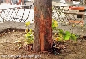 Viterbo - Albero scortecciato a piazza della Morte