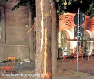 Viterbo - Albero scortecciato a piazza della Morte