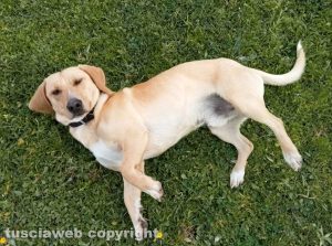 Il cane Giggetto