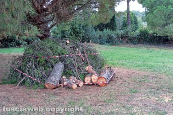 Viterbo - Il pino caduto al parco della Quercia