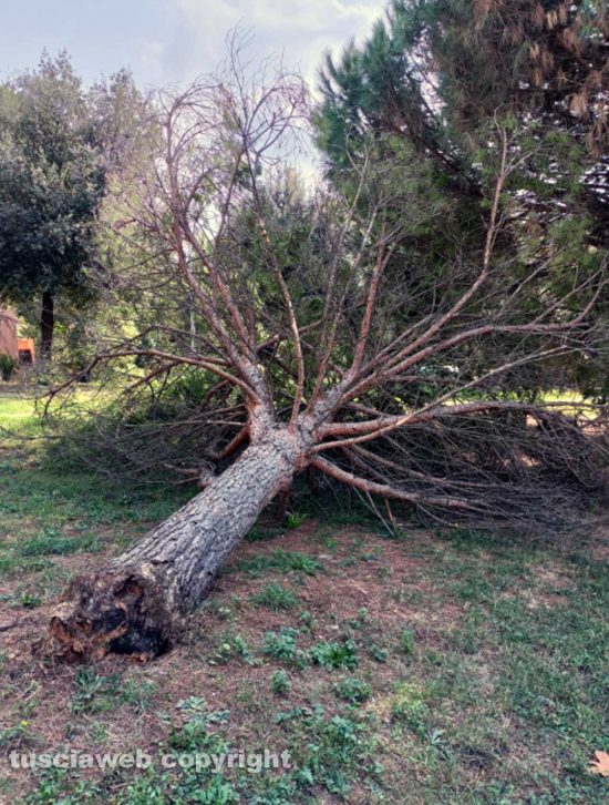 Viterbo - Il pino caduto al parco della Quercia