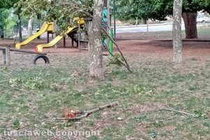 Viterbo - Rami caduti al parco della Quercia