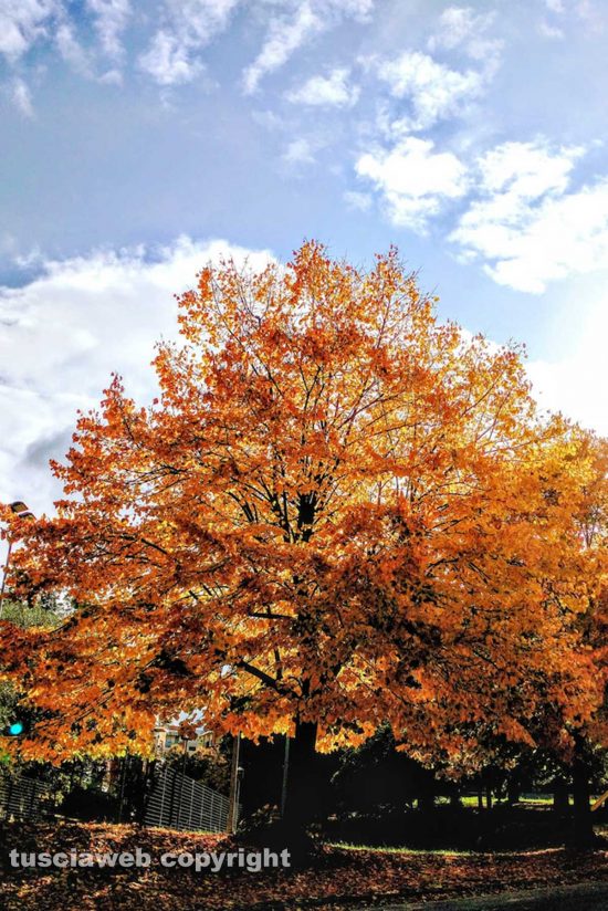Colori dell'autunno