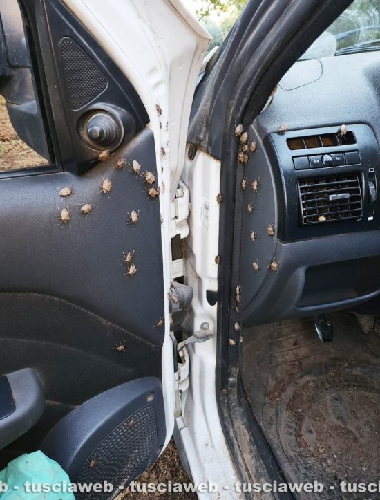 Invasione di cimici sui Monti Cimini