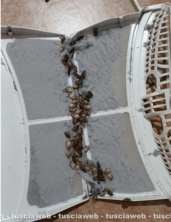 Invasione di cimici sui Monti Cimini