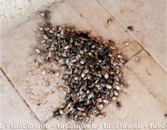 Invasione di cimici sui Monti Cimini