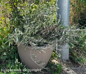 Viterbo - Via De Gasperi -Un vaso di potature di ulivi abbandonati