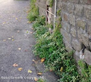 Viterbo - Erbacce nel centro storico
