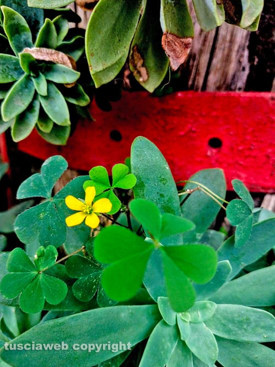 Fiore di trifoglio