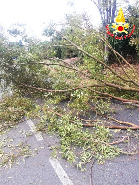 Civitavecchia - L'albero che ha colpito la motocilista