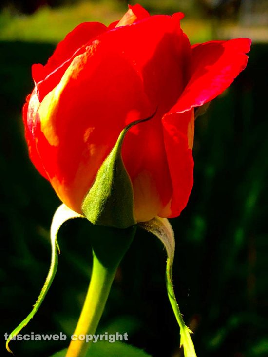 Rose e dalie in fioritura