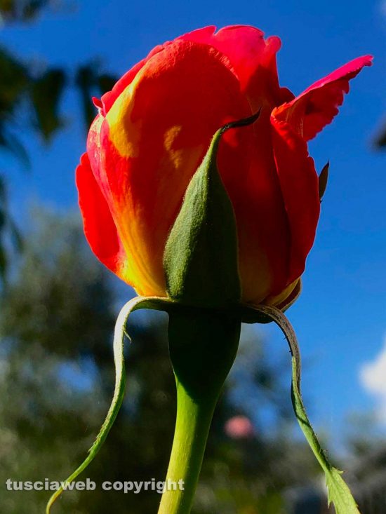 Rose e dalie in fioritura