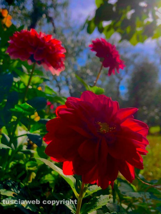 Rose e dalie in fioritura