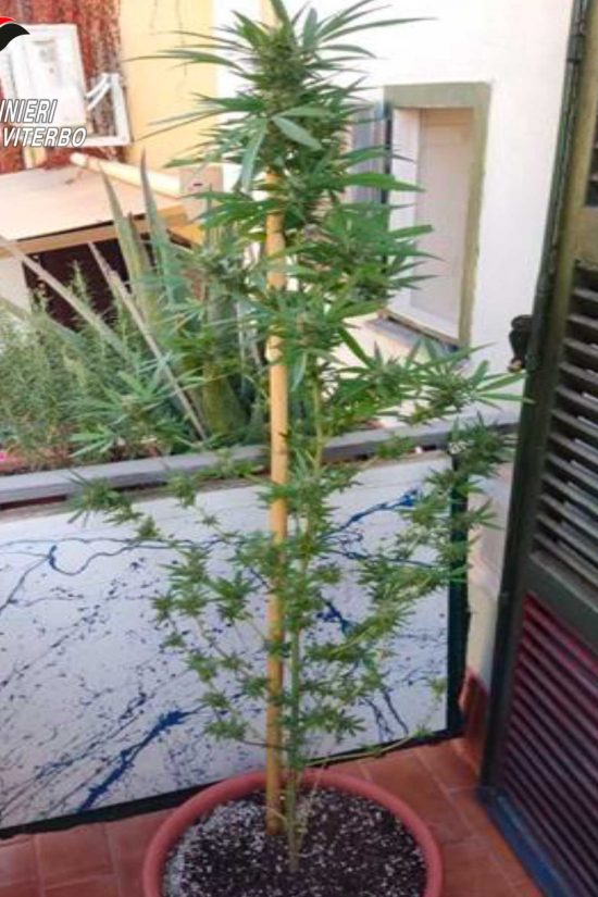 Faleria - La marijuana sequestrata
