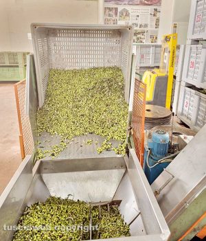 Vasanello - La raccolta delle olive 2023