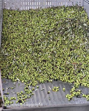 Vasanello - La raccolta delle olive 2023
