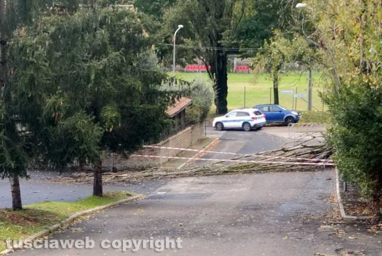 Capranica - Albero cade in via Walter Tobagi
