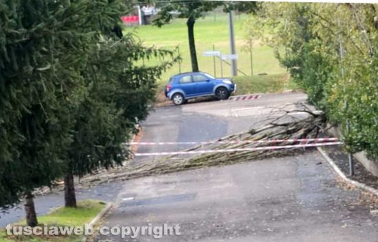 Capranica - Albero cade in via Walter Tobagi