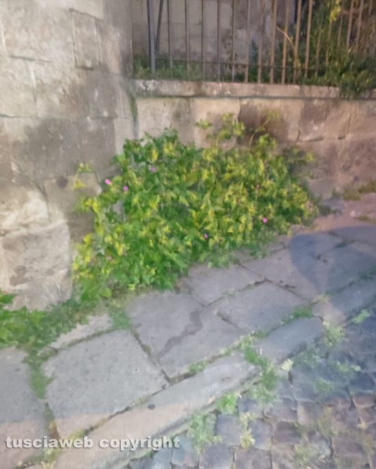 Viterbo - Piazza Dante con erbacce e sporcizia