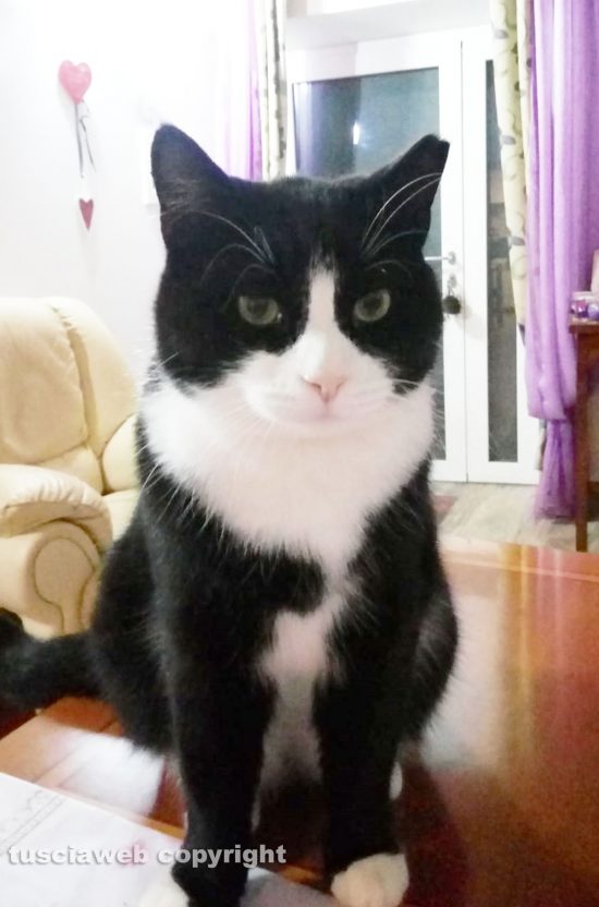 Viterbo - Il gatto Pippo