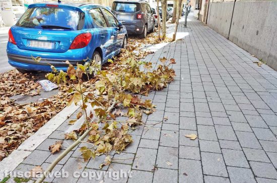Civitavecchia - Alberi caduti per il forte vento