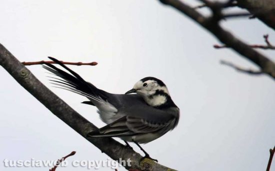 La fauna al lago di Bolsena