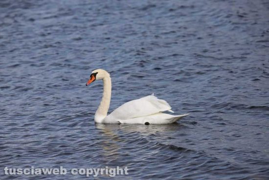 La fauna al lago di Bolsena
