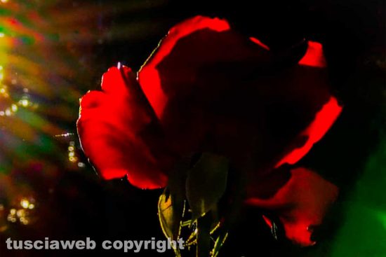Rosa autunnale in controluce