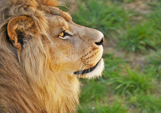 Ladispoli - Leone scappato da un circo