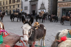 Viterbo - Sant\'Antonio abate - 150 cavalli per le vie della città