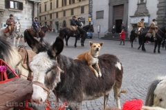 Viterbo - Sant\'Antonio abate - 150 cavalli per le vie della città