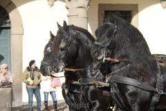 Viterbo - Sant\'Antonio abate - 150 cavalli per le vie della città