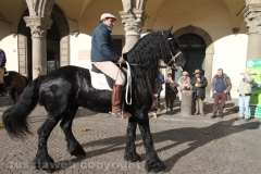 Viterbo - Sant\'Antonio abate - 150 cavalli per le vie della città