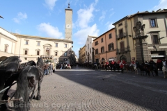 Viterbo - Sant\'Antonio abate - 150 cavalli per le vie della città